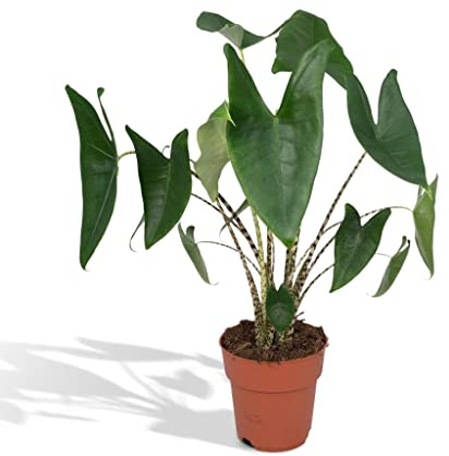 Alocasia Zebrina - h75cm, Ø19cm - grande plante d'intérieur