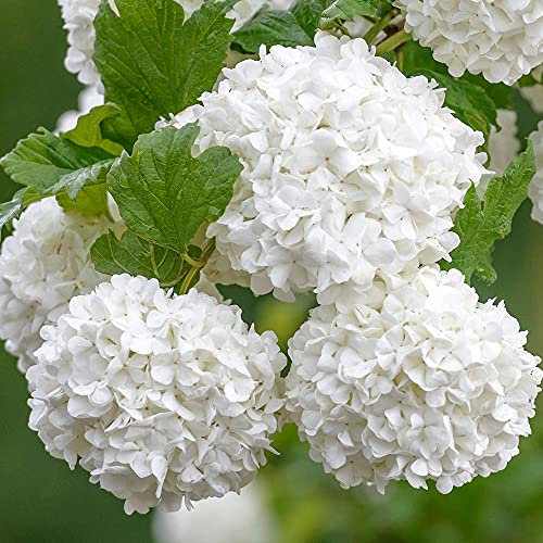 GardenersDream Viburnum Opulus 'Roseum' - Schneeball Pflanze - Sträucher Winterhart Blühend - Gartenpflanzen Mehrjährig - Robuster Zierstrauch für Garten