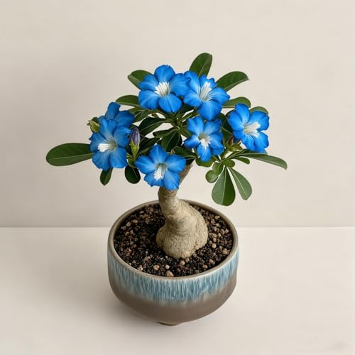 Rosa del deserto bonsai/adenium obesum-Decorazione per Casa e Giardino/per Ogni Spazio/Resistente e Facile da Curare/Colore Vivido-F-1 Rhizome