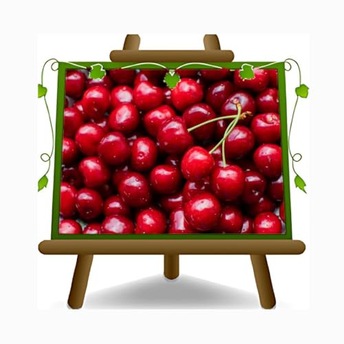 Planta de fruta en maceta de cereza dulce dulce con corazón dulce 26 – Árbol máx. 180 cm – 4 años cultivo Italia