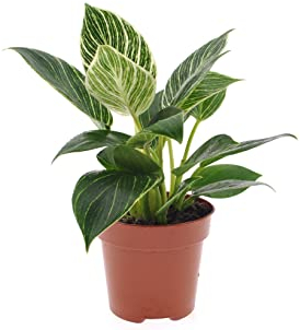 Plant in a Box - Philodendron 'Vague blanche' - Plante d'intérieur - Pot 12cm - Hauteur 20-30cm