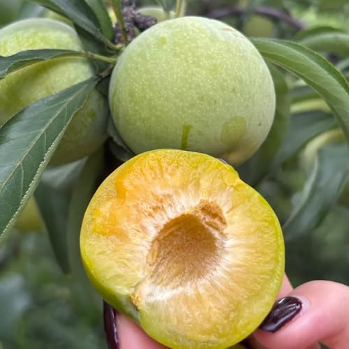 semi di susino - resistenti balcone biologici 70pcs