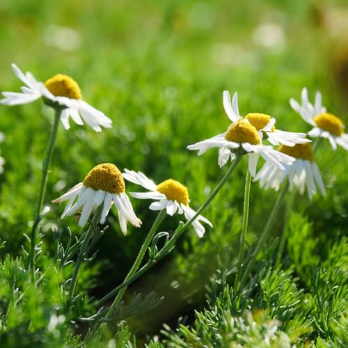semillas Manzanilla romana - Chamaemelum nobile perenne resistente silvestres de balcón cortadas balcón invernadero reales perennes 100pcs
