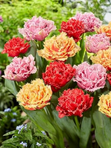 TULPEN Blumenzwiebeln Winterhart, Mehrjährige Osterglocken Zwiebeln aus Holland für Garten, Balkon, Beete & Töpfe. Sortenrein & Mischungen. Frisch, Trocken & Groß (50, Gefüllte gefranste mischung)