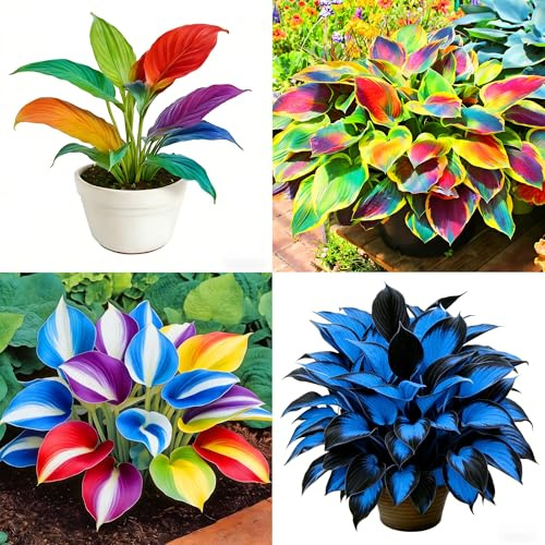 Mixrug Hosta Seeds for Planting, 300pcs Rare Perennial Hosta Flower Seeds Plants, Non-GMO Heirloom Long Blooming Plants Shaded Entry Pathway Rare Flowers for Garden Outdoors