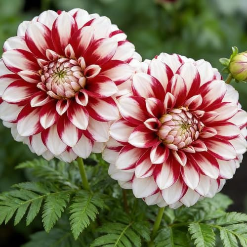 Bulbos de Dalia Perenne- Bulbos de Dalia- Fácil de Plantar y Mantener- Ideal para Jardines Primavera- Verano en Pleno Sol-10 Rizomas-I
