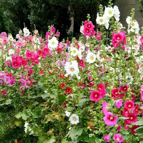 stockrosen winterhart mehrjährig - exotische stockrose kübelpflanzen blumenwiese 150samen