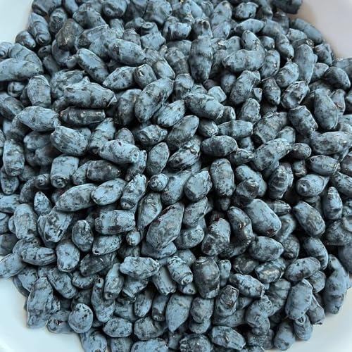 semi di mirtillo siberiano honeyberry, balcone resistenti, giardino all'esterno, aiuole rialzate, esotici 20pcs