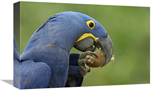 12 x 18 in. Hyacinth Macaw in Cerrado Habitat Eating Piassava Palm Nuts, Brazil Art Print - Pete Oxford