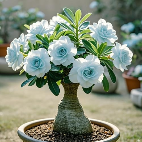 Adenium obesum_Rizomas rosa del desierto_Tenacidad | Espectaculares_Plantación en balcones o exteriores.-1 rizoma-c
