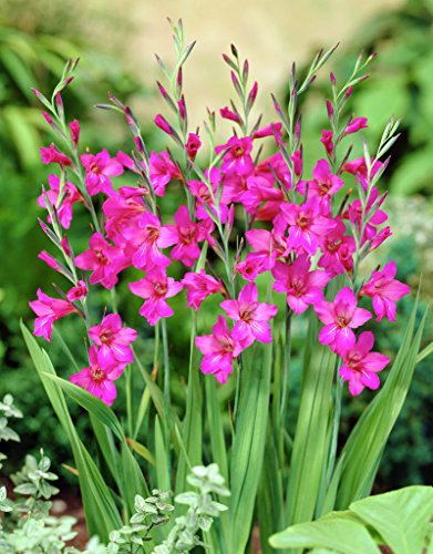 20 pz bulbo bulbi Gladioli Communis Byzantinus rosso viola porpora giardino