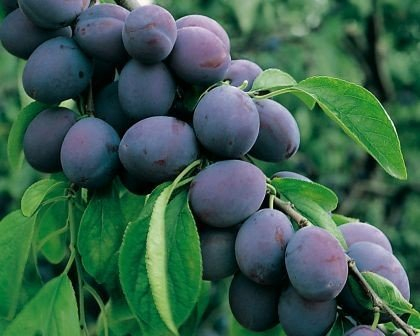 Jojo, robuste Pflaume, Buschbaum (kleinbleibend), 120-140 cm, im Topf