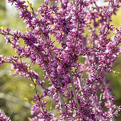 GARTEN SCHLÜTER® Chinesischer Judasbaum 'Avondale'