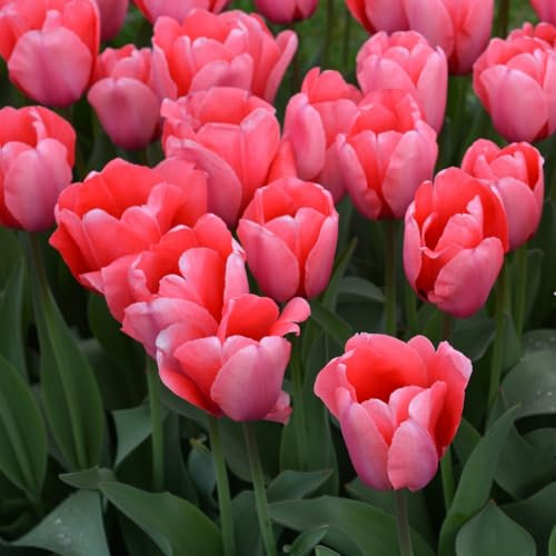 Tulip 'Pink Impression' - Award-Winning Darwin Hybrid with Shimmering Rose-Pink Flowers | Long-Lasting, Hardy Bulbs for Borders and Containers - 10 Bulbs by Thompson & Morgan