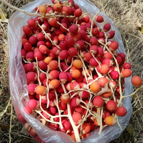 Semi di palma di noce di betel, resistenti Areca catechu, semi di fresca 5pcs