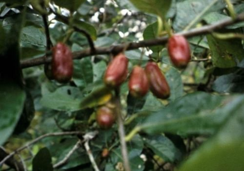 Nissa ogeche Ogeechee LIME Tree Seeds! : Package Contains seeds
