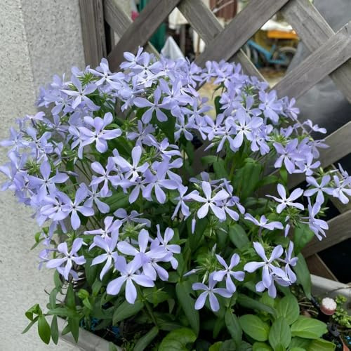 Phlox de alfombra - flox subulata semillas de cortadas semillas exóticas Cobertura jardín Balcón con parterre en 200pcs