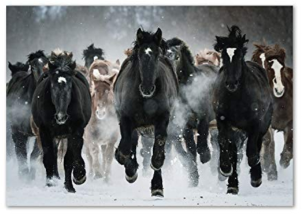 Tulup Leinwandbild - Wandkunst - Drucke auf Leinwand - Leinwanddruck -100x70 cm - Tiere - Schwarz - Pferde im Galopp