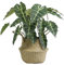 VerdantCharm Pianta artificiale di alocasia, altezza 45,7 cm, perfetta per decorare salotti, camere da letto, sale da pranzo, davanzali