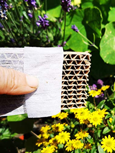 Novo Nem® Florfliegenlarven 500 Stück in Pappwabe gegen Blattläuse, Spinnmilben, Thrips, Wollläuse u. a.