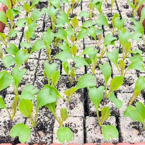 Blumenkohl Jungpflanzen Clapton 6er Set Gemüsepflanzen