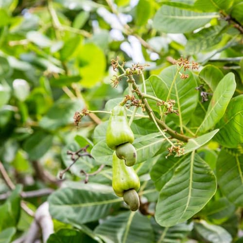 Cashewnüsse - balkon obstbaum balkon deko obstbäume Anacardium occidentale bonsai obstpflanzen bonsai topf säulenobstbäume 12samen