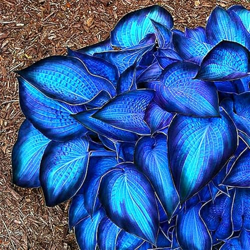 Selten Funkien-Rhizom –Hosta - üPpig GrüNe BläTter, Pflegeleicht, Perfekt FüR Haus Und Garten-15 Rhizom-F