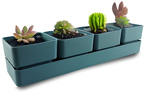 ECOMACETAS FLOWERPOT STORE Maceta para Suculentas con 4 recipientes, 6 Colores Distintos, con Drenaje y Bandeja Incluido. (Azul, 1 und)