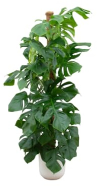 Monstera Pertusum XL einschließlich Jazz Round weiß - 140-150cm - Ø26cm - Zimmerpflanze - Komplett-Set - Pflanze mit Topf