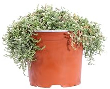 eGarden.store - Pianta vera di Paronychia Kapela - Altezza pianta: 8 cm Diametro vaso: 15 cm - Tappezzante resistente al freddo dalla fioritura estiva da piantumare in giardino o in vaso