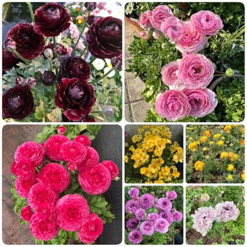 16 pz ranuncoli bulbi resistenti - piante in vaso resistenti, bulbi fiori primaverili giardino sul balcone di piante d'appartamento giardino floreale bulbi da giardino da balcone