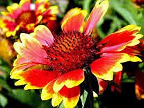 Arizona Sun Gaillardia, 100 Samen Bio, Schöne helle große Schnittblume