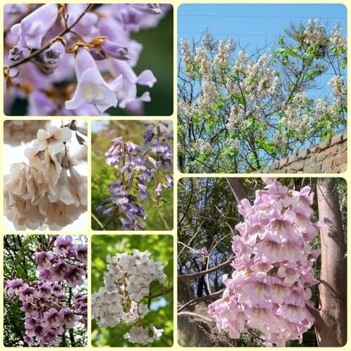 Paulownia, topfpflanzen draußen winterhart Paulownia Tomentosa, pflanzensamen nachhaltige geschenke, bonsaibaum geschenke für gartenliebhaber 200Samen
