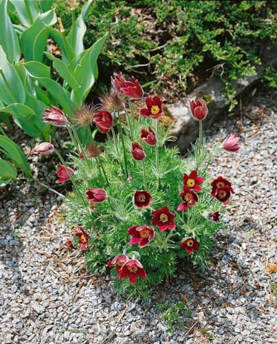 Pulsatilla vulgaris 'Rubra' 9x9 cm Topf – Winterhart, Mehrjährig, Pflegeleicht – Küchenschelle – Staude für Steingarten & Beet