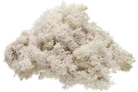 QUARKZMAN Musgo de Reno Preservado 4 OZ Musgo Artificial para Manualidades Musgo Seco Artificial para Decoración Manualidades Terrarios Plantas en Maceta Centros de Mesa (Blanco Cremoso)