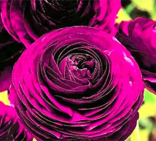 Purple Aviv Peony Ranunculus - 12 Largest Size Corms, Premium Ranunculus Bulbs, Vibrant Purple Flowers, Ideal for Garden Beds, Stunning Peony-Like Blooms