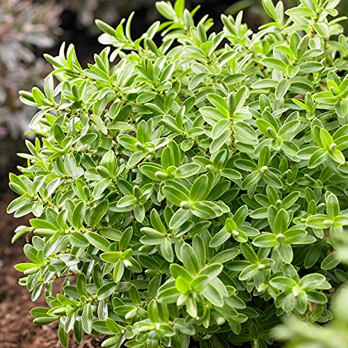 Hebe rakaiensis - Veronica arbustiva | Arbusto perenne en maceta para jardín