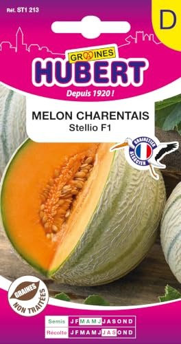 8 Graines de Melon Charentais STELLIO F1 | SANS taille