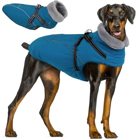 Queenmore Hunde Wintermantel Wasserdicht, Hundemantel mit Geschirr | 3-Schicht Ausführung Reflektierend, Hundejacke Winter für Riesenrassen Labrador/Husky/Golden Retriever (Coelinblau, 2XL)
