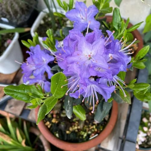 Semi di rododendro, resistenti per giardini rocciosi azalea, di varietà antiche semi selvatici resistenti balcone balcone 25pcs