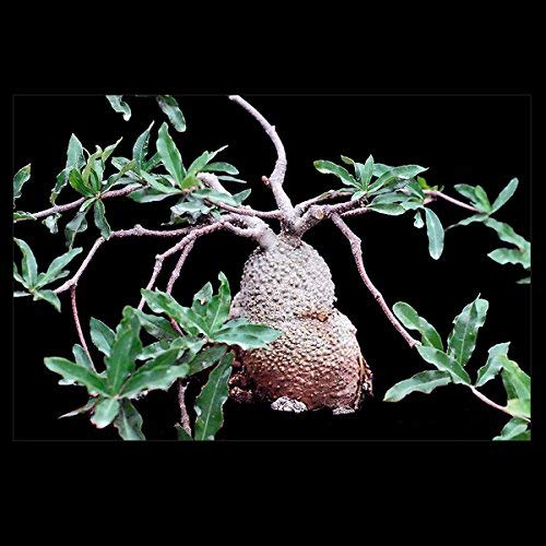 seedsown 50 Samen Usambaraveilchen Samen Mischfarben Blumen-Samen-Saintpaulia Ionantha Garten Bonsai Blumentopf Staudenkräutersamen