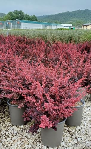 Berberis Atropurpurea in vaso ø22 cm arbusto a foglie rosso-viola fitto h 60-80cm resistente e ornamentale FOTO REALE Vivaio di Castelletto