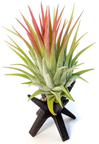 PLANDAIRE Tillandsia Ionantha Roja Planta del Aire Color Rojo Clavel del Aire Planta Aerea con soporte de madera (Madera tono Negra)