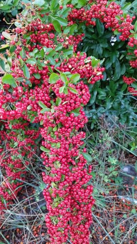 Pyracantha coccinea 'Red Column' / Buisson ardent rouge/Conteneur de 3 à 4 litres