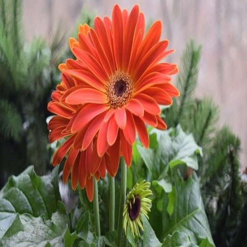 100 graines de fleurs de gerbera fraîches