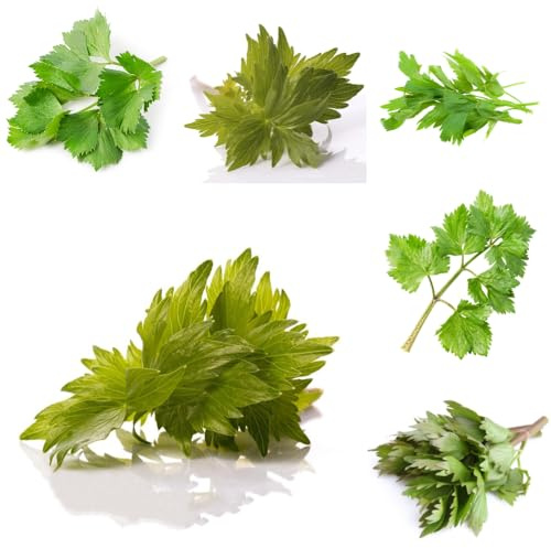 semillas de apio de monte, jardín resistentes jardín productos sostenibles extraño medicinales semillas resistentes para jardines 200pcs