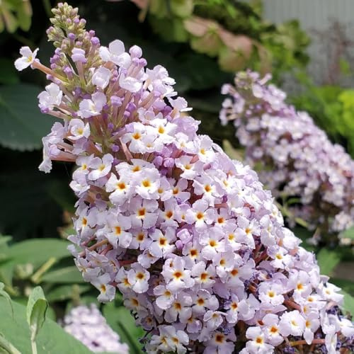 semi di buddleja, tappezzanti recisi decorazione del soggiorno rampicanti balcone con rampicanti esterno biologiche raro giardino roccioso 85pcs
