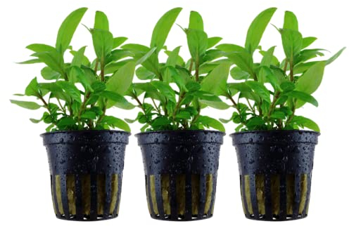AquaOne Aquarium Pflanze 3 Stück Staurogyne repens I Wasserpflanze Aquariumpflanze Stängelpflanze voll durchwurzelt einfach pflegeleicht Aquascaping Dekoration