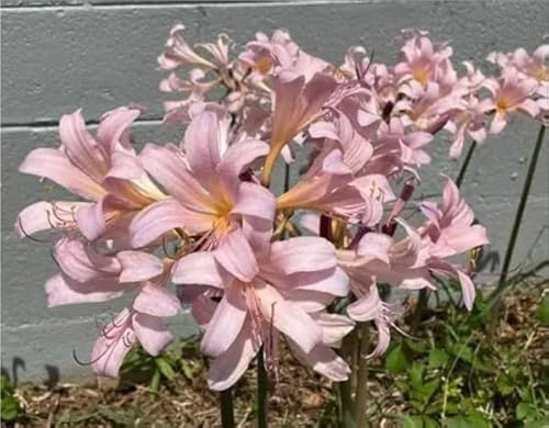 Raro Lycoris Bulbi, piante perenni, Lycoris in vaso, profumate, pianta giglio ragno rosso(Non artificiali)-4 bulbs-H