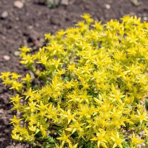semillas de sedum decoraciones otoñales verdes Jardín aromáticas en 225pcs